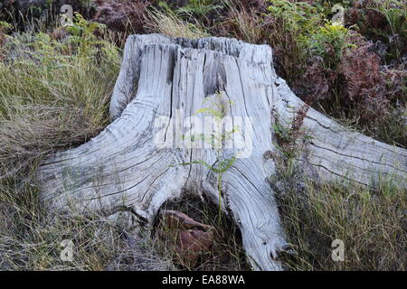 Dead tree trunk on the slopes of Table Mountain above Tokai Stock Photo