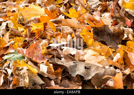 Autumn Leaves Falling Arlington Virginia | ARLINGTON, Virginia — A dense pile of fallen maple and oak leaves shows the full spectrum of autumn decay, from bright yellow and orange to spotted brown and blackened edges. The mix of leaf shapes and colors reflects several tree species shedding foliage together in a typical Arlington park setting. Stock Photo