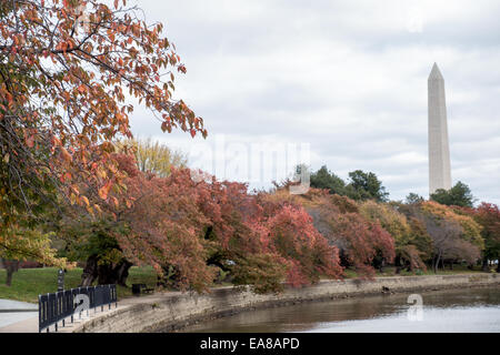 WASHINGTON DC, USA - The famous cherry blossom trees around Washington DC's Tidal Basin lose their leaves in the autumn. Stock Photo