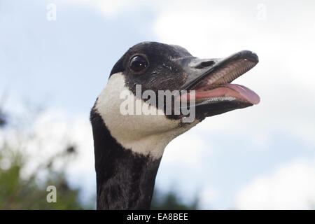 Close up head shot of a hissing Canada Goose, his beak is open and you can see his tongue. Stock Photo