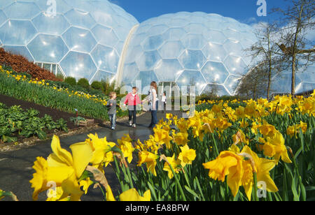 Daffodils in flower at the Eden Project with biomes in background Eden Bodelva St Austell Restormel Mid Cornwall South West Engl Stock Photo
