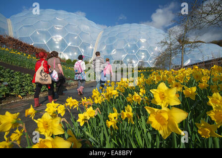 Daffodils in flower at the Eden Project with young visitors walking along path to biomes Eden Bodelva St Austell Restormel Mid C Stock Photo