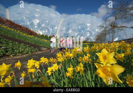 Daffodils in flower at the Eden Project with students walking along path from biomes Eden Bodelva St Austell Restormel Mid Cornw Stock Photo