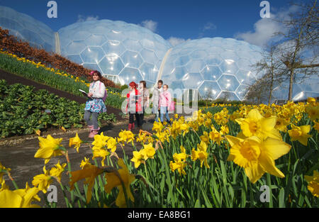 Daffodils in flower at the Eden Project with students walking along path from biomes Eden Bodelva St Austell Restormel Mid Cornw Stock Photo
