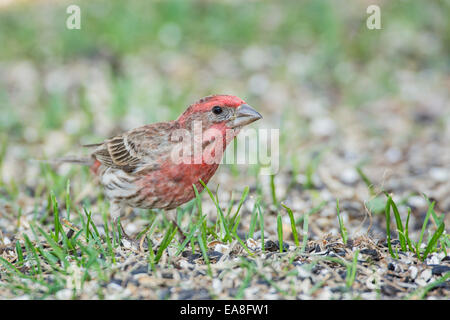 Male House Finch foraging on ground in spilled seeds Stock Photo