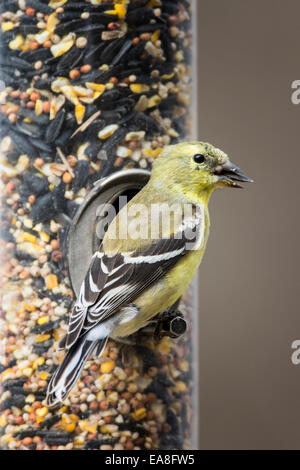 Female American Goldfinch perched on feeder Stock Photo