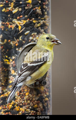 Female American Goldfinch perched on feeder Stock Photo