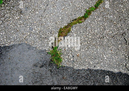 cracked asphalt background and texture Stock Photo