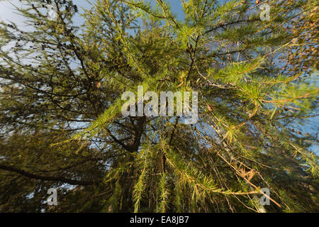 fresh lush greens of deciduous larch tree heavily laden with lots of ripe pine cones on rows of branches pointing upwards Stock Photo