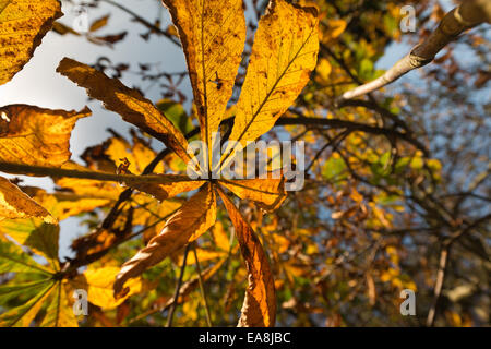 irregular brown blotches variated leaf damage on horse chestnut and autumn autumnal color change of leaves trunk behind Stock Photo