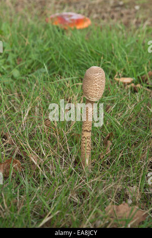 young parasol mushroom fungi growing in grass detail of fruiting body as its starting to develop with fly agaric in distance Stock Photo