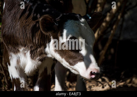 Friesland calf Stock Photo