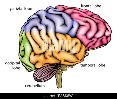Brain anatomy diagram with sectioned in different colours and named Stock Photo