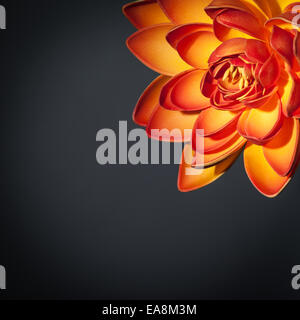 Beautiful orange lotus flower border isolated on black background, gorgeous japanese flower, exotic spa concept Stock Photo