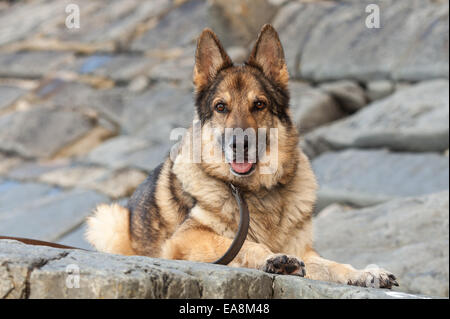 German Shepherd Dog same as Alsatian on a lead laid down on rocks looking at the camera. Stock Photo
