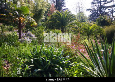 Jungle Garden at the Lost Gardens of Heligan near Mevagissey Restormel Mid Cornwall South West England UK Stock Photo