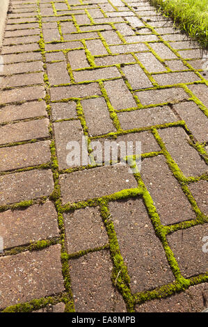 in need of maintenance cleaning moss builds up between cracks soon to become a problem for old and elderly slipping Stock Photo