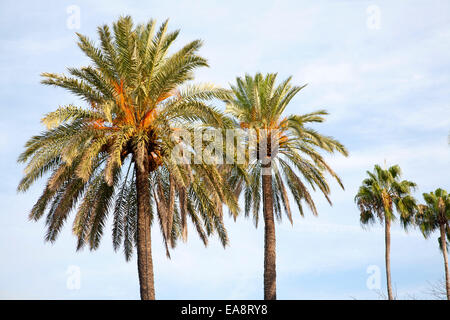 Date palm trees against blue sky in evening sunshine, Seville, Spain Stock Photo