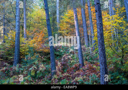 Autumn colours in a forest with Pine trees and Beech trees. Mix of colours. Bracken growing at the base of the trees. Stock Photo