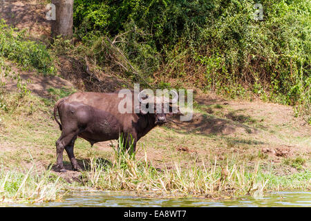 A Cape Buffalo on the bank of the Kazinga Channel in Uganda Stock Photo