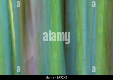 Bamboo Blur Abstract Stock Photo