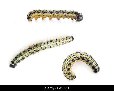 Caterpillars of the Large cabbage White butterfly Pieris brassicae Stock Photo