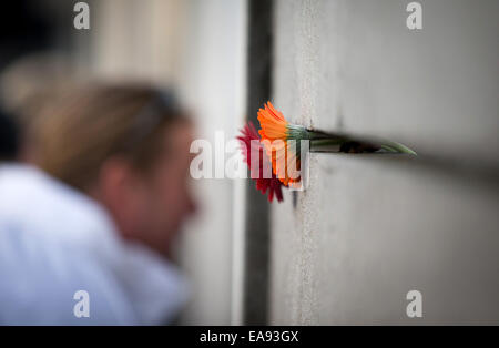 Berlin, Germany. 9th Nov, 2014. Flowers are placed in a gap of the Berlin Wall memorial in Berlin, Germany, 9 November 2014. Numerous events are taking place to commemorate the 25th anniversary of the fall of the Berlin Wall. Photo: Kay Nietfeld/dpa/Alamy Live News Stock Photo