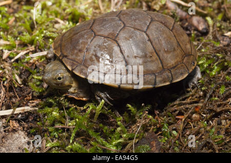 Yellow Mud Turtle Kinosternon flavescens adults sunning on log Starr ...