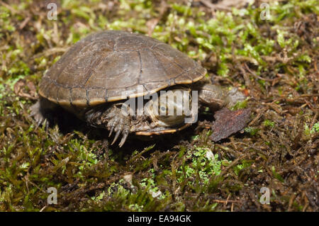 Yellow Mud Turtle Kinosternon flavescens adults sunning on log Starr ...