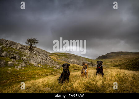 Three dogs on their way up Ingleborough (background), Yorkshire Dales Stock Photo