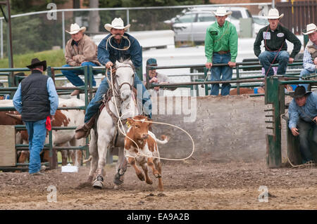 Cowboy, tie down roping, Cochrane Rodeo, Cochrane, Alberta, Canada Stock Photo