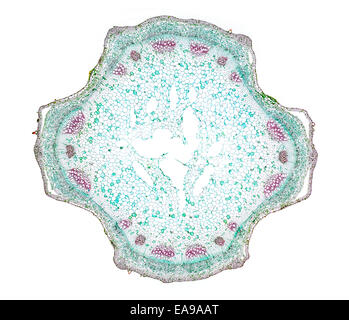 Stinging nettle, Urtica dioica, stem TS, stained section, brightfield photomicrograph Stock Photo