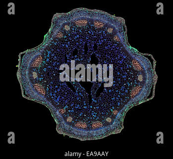 Stinging nettle, Urtica dioica, stem TS, stained section, darkfield photomicrograph Stock Photo