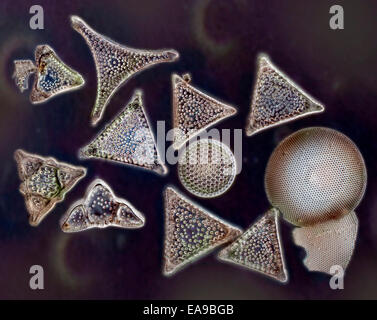 Diatom biodiversity, a variety of forms, darkfield photomicrograph Stock Photo