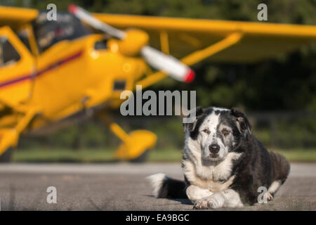 Border Collie mix breed dog lying down on runway in front of yellow plane with propller and wing looking relaxed wise knowing ca Stock Photo