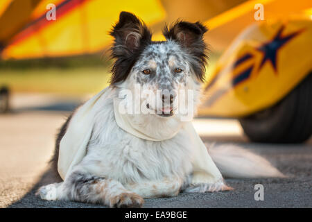 Border collie Australian shepherd mix dog lying down in front of yellow airplane on runway with scarf looking alert listening wa Stock Photo