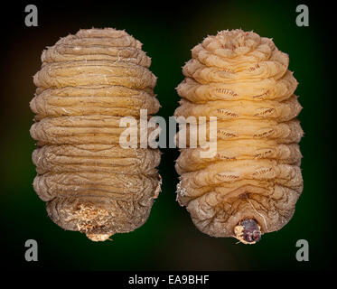 Hoverfly larva, Volucella inanis, dorsal and ventral views Stock Photo