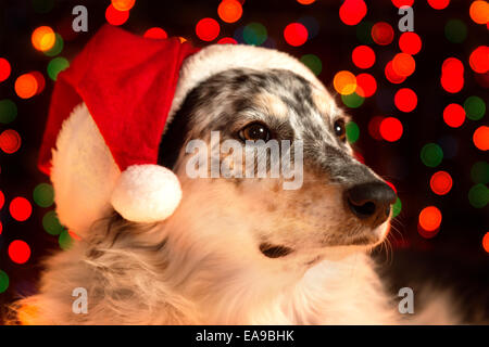 Border collie Australian shepherd mix dog closeup wearing santa hat with bokeh Christmas lights in background looking regal wise Stock Photo