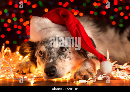 Border collie Australian shepherd dog lying down on white Christmas lights with colorful bokeh sparkling lights in background Stock Photo