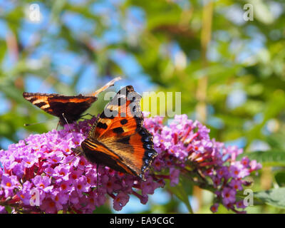 Small Tortoiseshell butterfly Stock Photo