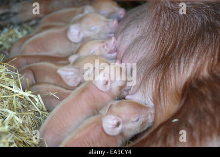 Piglets feeding Stock Photo