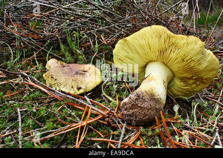 Two mushroom poisonous tricholoma equestre  growing in the forest Stock Photo