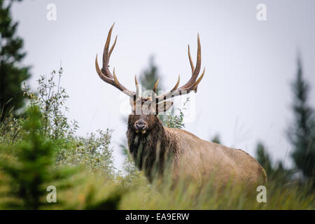 Wild Antlered bull elk during rutting season, Banff National Park Alberta Canada Stock Photo