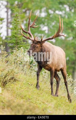 Wild Antlered bull elk during rutting season, Banff National Park Alberta Canada Stock Photo