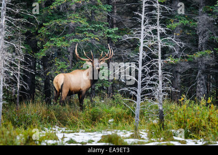 Wild Antlered bull elk during rutting season, Banff National Park Alberta Canada Stock Photo