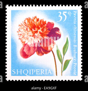 Postage stamp from Albania depicting peony flower (Paeonia chinensis ) Stock Photo