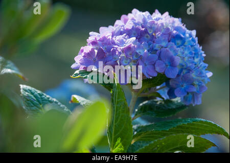 Beautiful blossom of blue and violet Hydrangea at Callanwolde in the Druid Hills neighborhood of Atlanta, Georgia. (USA) Stock Photo