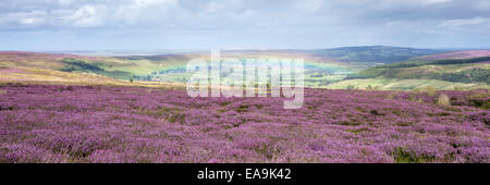 Rainbow over Glaisdale from the Heather covered Glaisdale Moor, North Yorkshire. Stock Photo