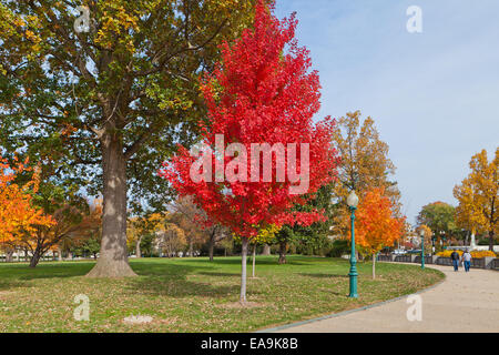 Red maple tree in autumn (Acer rubrum) - USA Stock Photo