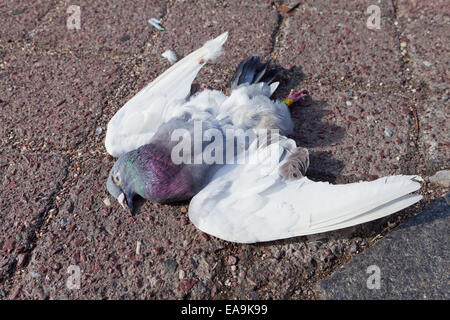 Dead pigeon on road - USA Stock Photo